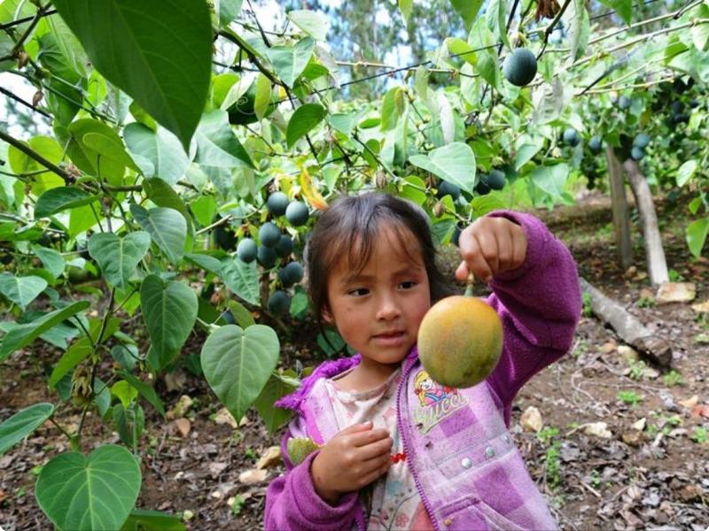 imas-peru-2.jpg